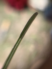 Chloris
