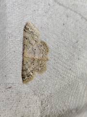 Idaea biselata