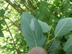 Phyllonorycter
