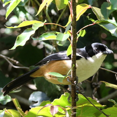 Laniarius ferrugineus ferrugineus