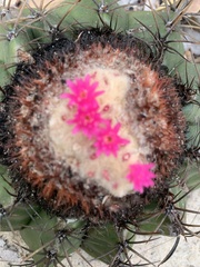 Melocactus violaceus violaceus