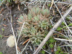 Sedum lanceolatum