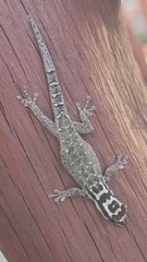 Lygodactylus mombasicus