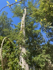 Liriodendron tulipifera
