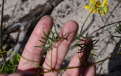 Rhynchosia ferulifolia