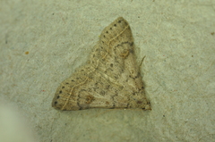 Bleptina caradrinalis