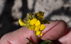 Rhynchosia ferulifolia