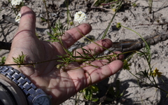 Rhynchosia ferulifolia