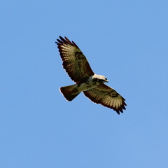 Buteo trizonatus