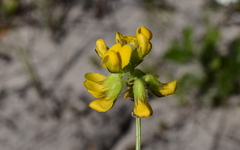 Rhynchosia ferulifolia