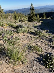 Festuca idahoensis