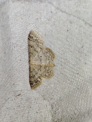 Idaea biselata