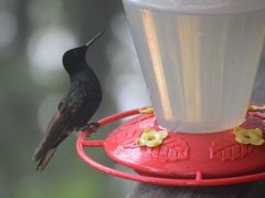 Boissonneaua jardini