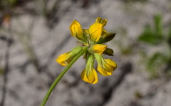 Rhynchosia ferulifolia