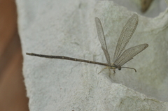 Brachynemurus