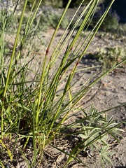 Festuca idahoensis