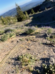 Festuca idahoensis
