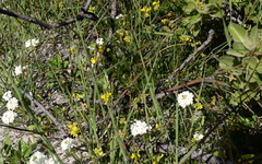 Rhynchosia ferulifolia