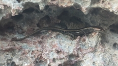 Cryptoblepharus africanus