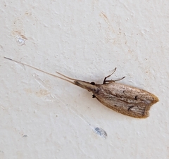Lecithocera