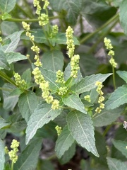 Mercurialis annua