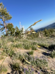 Festuca idahoensis