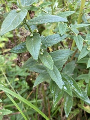 Scutellaria galericulata