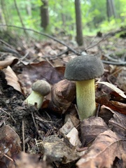 Retiboletus