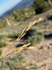 Festuca idahoensis