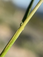 Festuca idahoensis