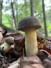 Retiboletus