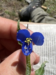 Commelina