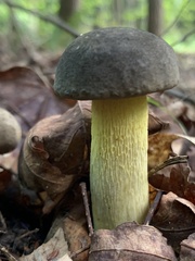Retiboletus