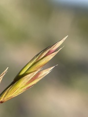 Festuca idahoensis