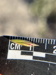 Festuca idahoensis