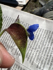 Commelina