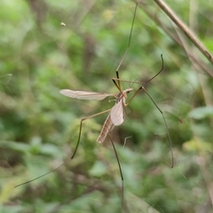 Tipula