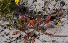 Gymnodiscus capillaris