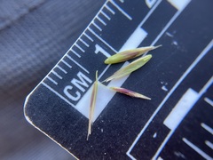 Festuca idahoensis