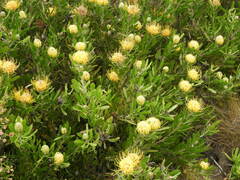 Leucospermum cuneiforme