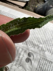 Commelina