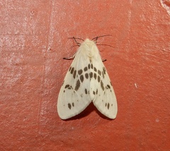 Lemyra