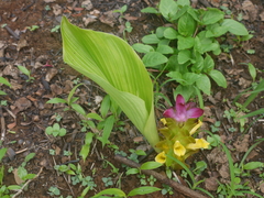Curcuma