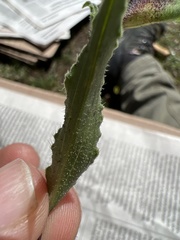 Commelina