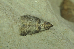 Acrobasis