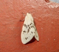 Lemyra