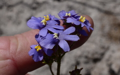 Nemesia affinis