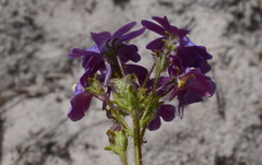 Nemesia affinis