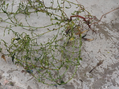 Polygonum arenastrum