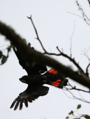 Calyptorhynchus banksii